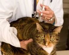 vaccinare cuprinzătoare pentru pisici