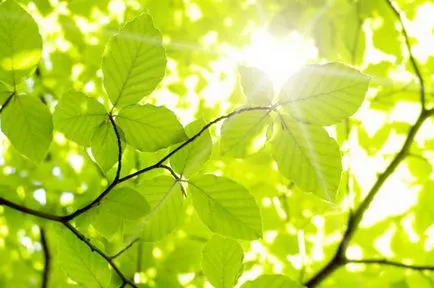 Ceea ce este produs prin fotosinteza Ceea ce este produs prin fotosinteza