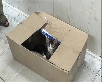 Ceea ce este în piața cărnii de pasăre Ceea ce este în piața cărnii de pasăre