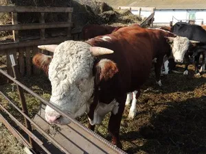 vițel îngrășat vițel îngrășat