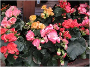 Relațiile că această plantă