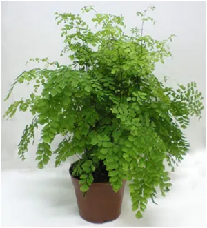 Relațiile că această plantă