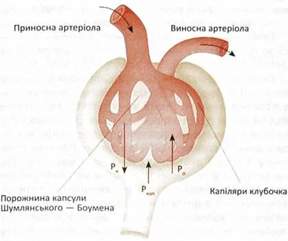 Ce este filtrarea urinei