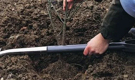 Trandafiri grad magie neagră