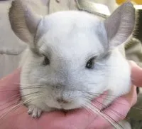 Chinchilla mănâncă Chinchilla mănâncă