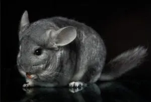 Chinchilla mănâncă Chinchilla mănâncă