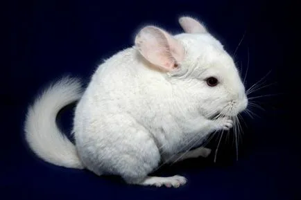 Chinchilla mănâncă Chinchilla mănâncă