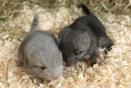 Chinchilla mănâncă Chinchilla mănâncă