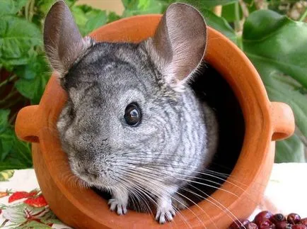 Chinchilla mănâncă Chinchilla mănâncă