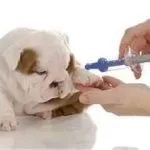În cazul în care câinele vomită biliar