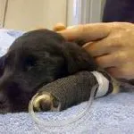 În cazul în care câinele vomită biliar