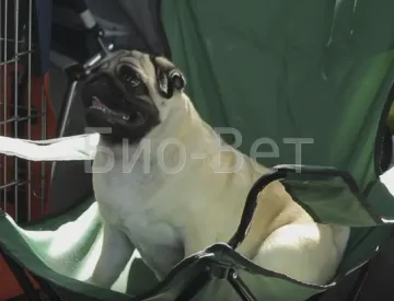 În cazul în care câinele vomită biliar