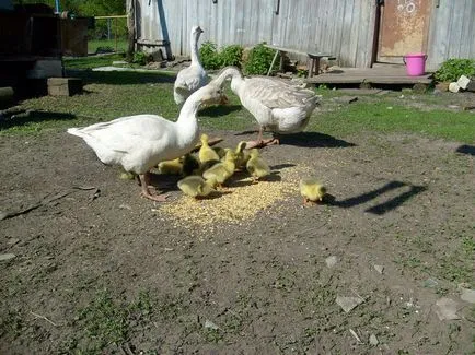 Cum să crească gâște