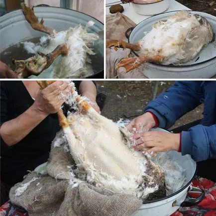 Cum să crească gâște