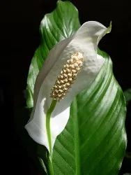 Cum să aibă grijă Spathiphyllum Cum să aibă grijă Spathiphyllum