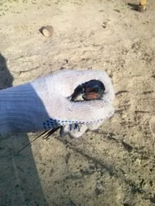De ce înghiți când în casă De ce înghiți când în casă
