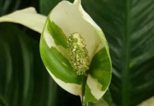 Cum să aibă grijă Spathiphyllum