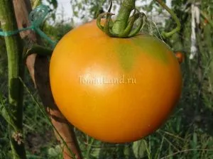 Grad de tomate galben