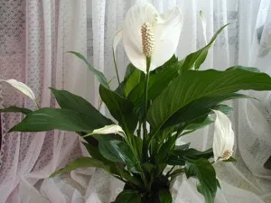 Cum să aibă grijă Spathiphyllum