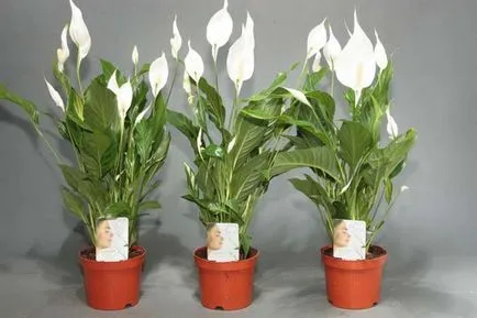 Cum să aibă grijă Spathiphyllum Cum să aibă grijă Spathiphyllum