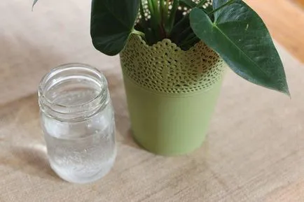 Cum să aibă grijă Spathiphyllum