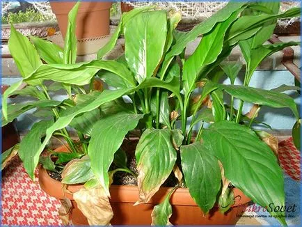 Cum să aibă grijă Spathiphyllum