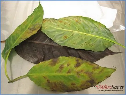 Cum să aibă grijă Spathiphyllum