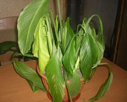 Cum să aibă grijă Spathiphyllum Cum să aibă grijă Spathiphyllum