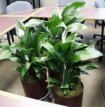 Cum să aibă grijă Spathiphyllum