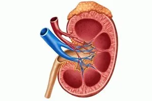 Rinichi pelvis ce este