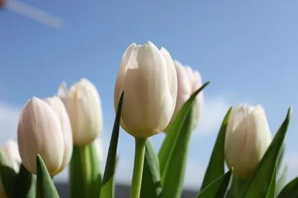 Buchet cu lalele