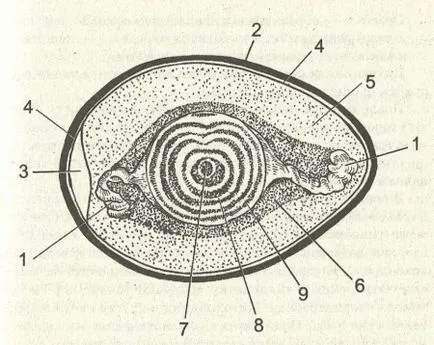Ce este un cromozom biologie