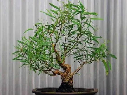 Relațiile că această plantă