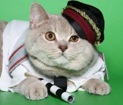 Cat fără o față Cat fără o față