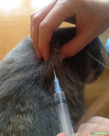Ca înjunghiere jabs pisici Ca înjunghiere jabs pisici