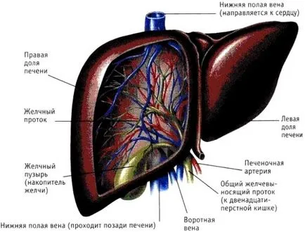 Uzi organele interne,