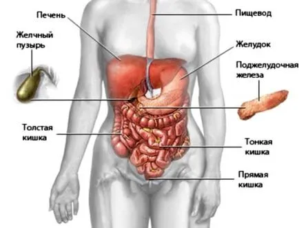Uzi organele interne,