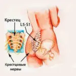 Vertebrology-l