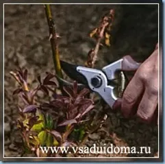 Cum pentru a ajuta trandafirul Cum pentru a ajuta trandafirul