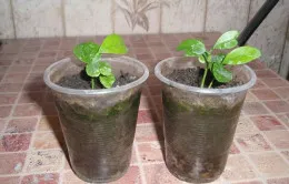 Cum de a cultiva plante de interior Cum de a cultiva plante de interior
