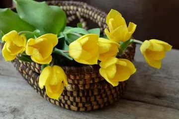 Buchet cu lalele Buchet cu lalele