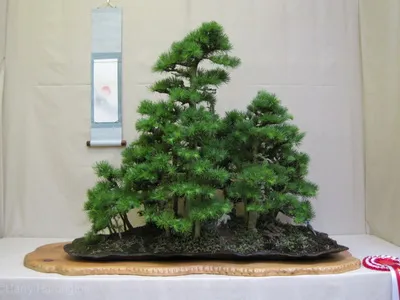 Bonsai pentru ce Bonsai pentru ce