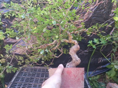 Bonsai pentru ce Bonsai pentru ce