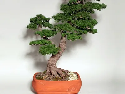 Bonsai pentru ce Bonsai pentru ce