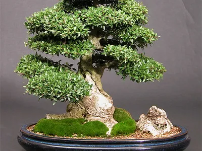 Bonsai pentru ce Bonsai pentru ce