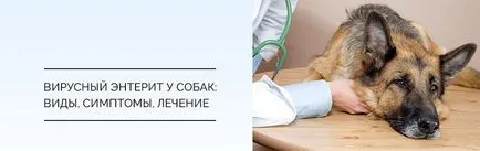 enterită virale la câini