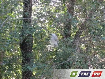 Ce-i arunca de la balcon