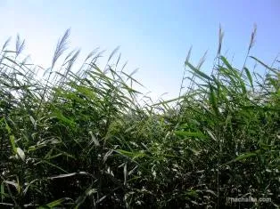 Cum de a țese de plante