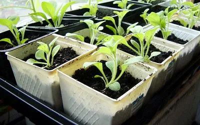 Ce a planta Petunia Ce a planta Petunia