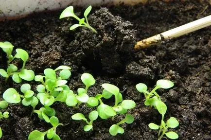 Ce a planta Petunia Ce a planta Petunia